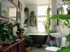 Menyimpan Tanaman di Kamar Mandi ? Kenapa Tidak ?