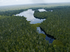 Royal Golden Eagle Selamatkan Lahan Gambut Dengan RER
