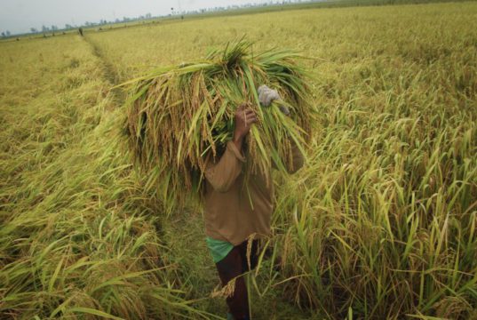 Perkembangan Investasi Pertanian di Indonesia investasi pertanian