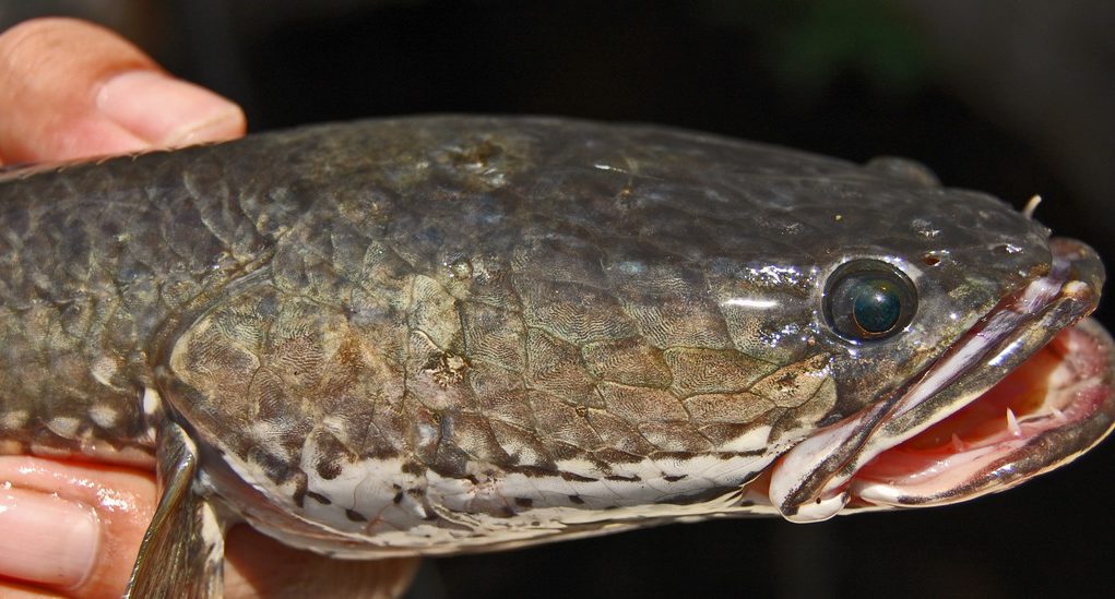 ikan gabus ikan gabus