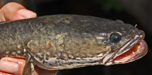 ikan gabus ikan gabus