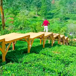 tea bridge