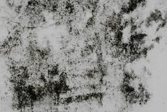 Bye-Bye Jamur! Tips Jitu Menghilangkan Jamur Dinding Rumah yang Aman dan Efektif Jamur Dinding