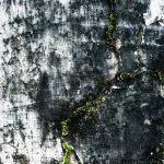 Cara Menghilangkan Jamur Dinding Rumah